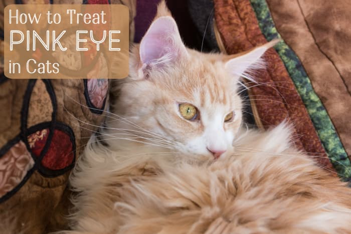 Conjunctivitus is an inflammation of the membrane that covers a cat's inner eyelids and the surface of the eyeball.