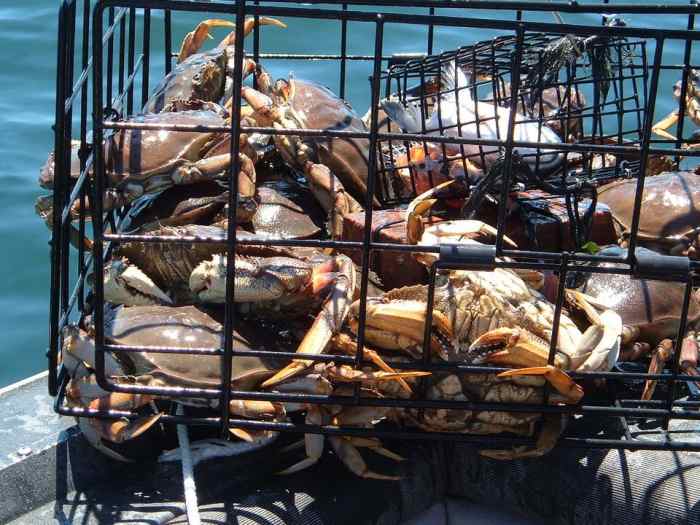 A Complete Guide to Dungeness Crabbing in the Northwest SkyAboveUs
