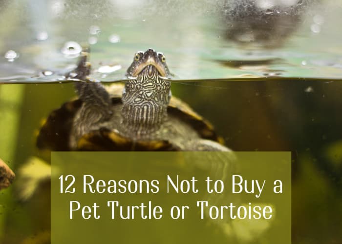 12 Reasons Not to Buy a Pet Turtle or Tortoise - PetHelpful