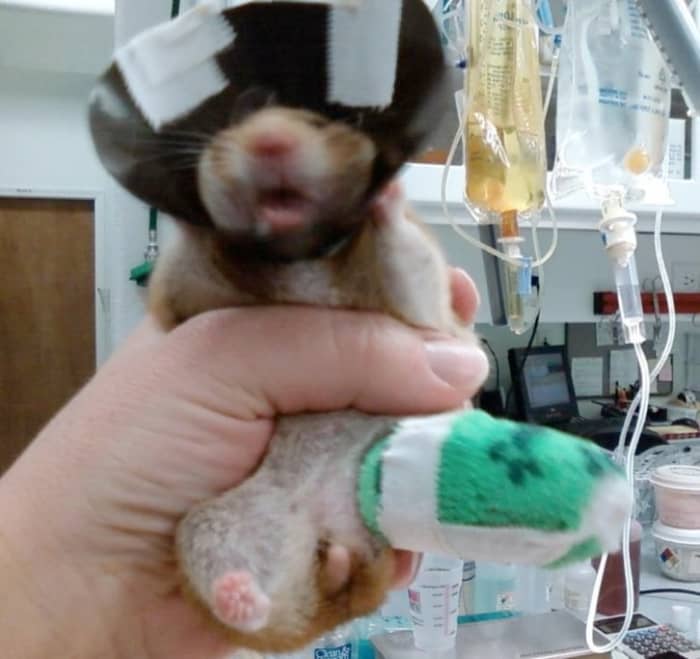 This particular hamster ran into a cat and his tibia was broken. The hamster's owner was married to a Vet Tech at a feline veterinary hospital where they bandaged the hamster.