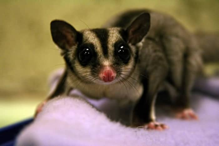 Have you ever met a sugar glider? It is an unusual marsupial that is becoming very popular in the United States. This sugar glider is named Snowball.