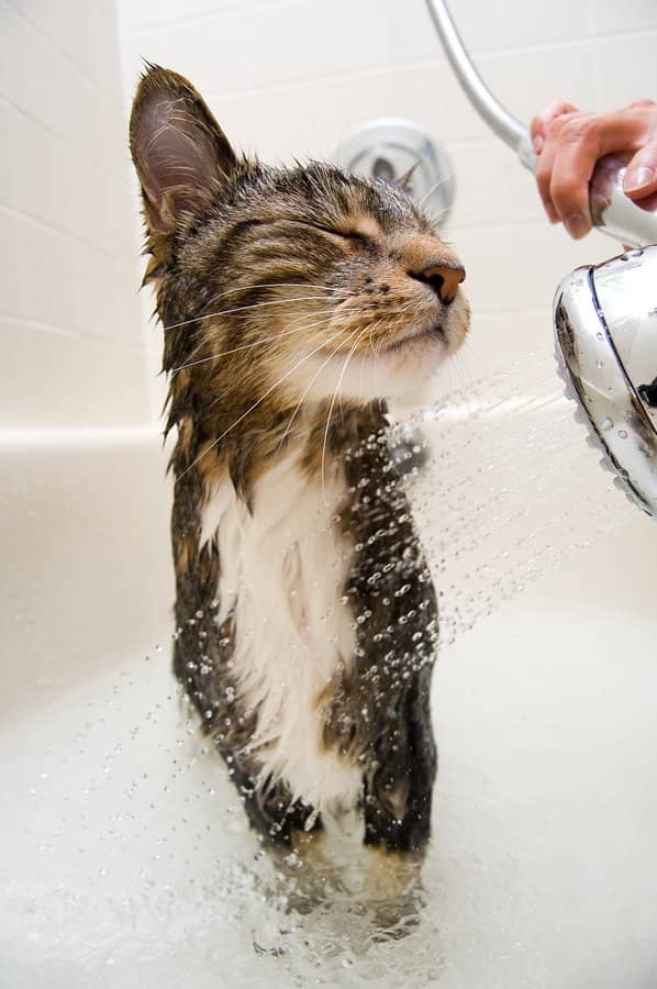 Some cats LOVE water!