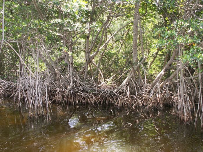 Skunk Ape sightings in Florida have led some researchers to conclude Bigfoot is loose in the swamps.