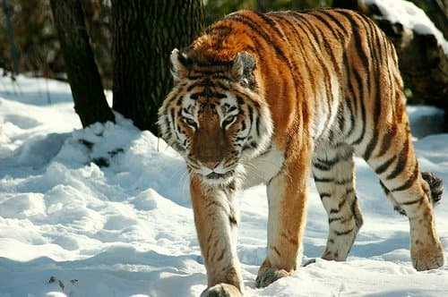 Top 10 Most Endangered Animals and Species - Owlcation