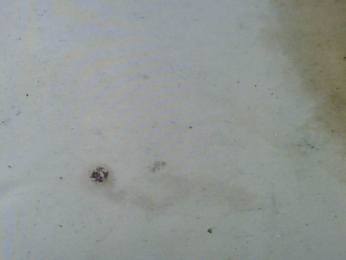 How to Clean and Scotchguard Outdoor Sunbrella Fabric Cushions Dengarden