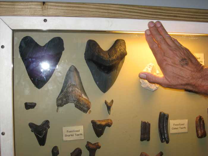 How to Find Sharks' Teeth Where and When to Look HobbyLark