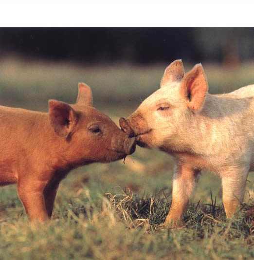 These happy piglets are nothing like caged livestock who have no valid muscle tissue since they cannot move freely in a natural environment.