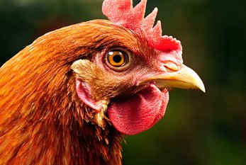 Killing chickens essay image