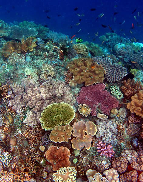Many different animals join together and support each other, building a living coral reef. Can people learn to do the same?