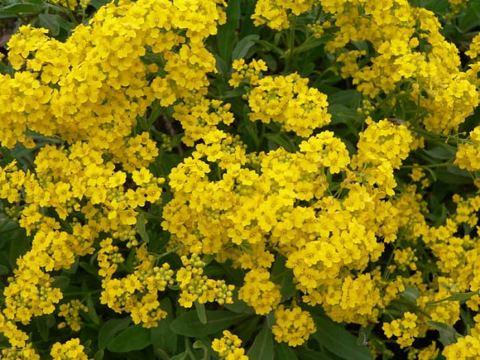 Yellow Alyssum Is an Easy-to-Grow Perennial - Dengarden