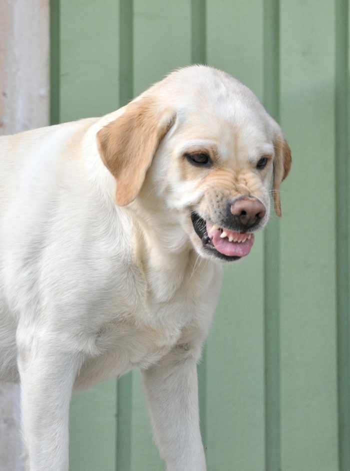 Why Some Dogs Protective of Their Owners PetHelpful