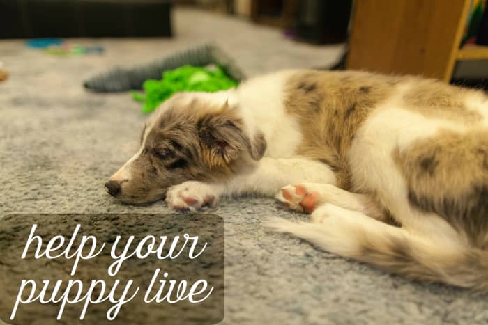 How to Save a Puppy With Parvovirus