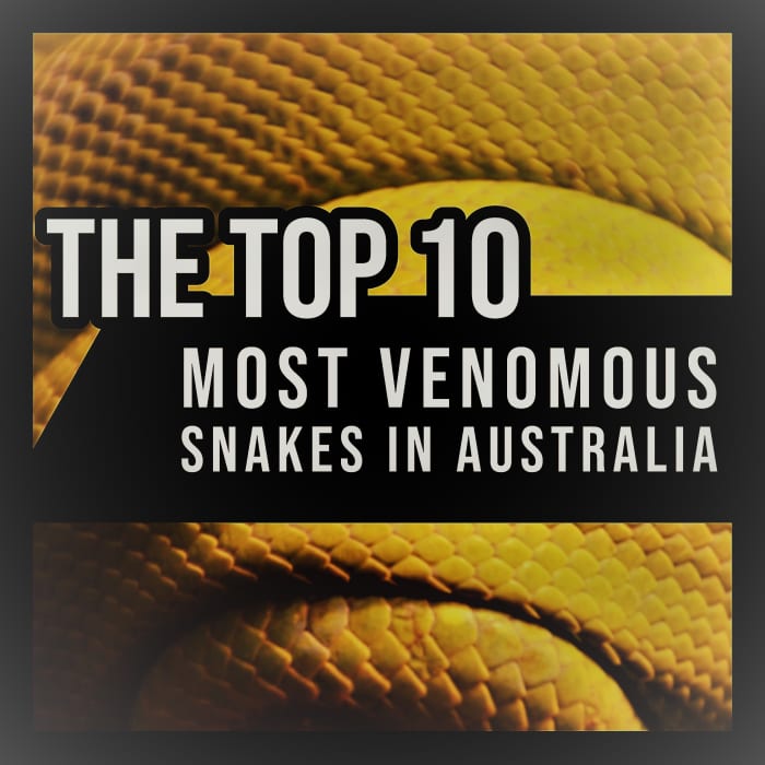 top 10 most common snakes in australia