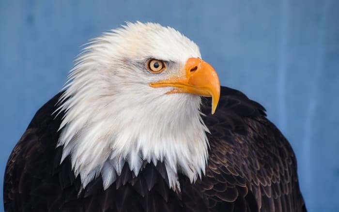 The bald eagle is a fascinating creature. Here are some facts you probably didn't know about them.