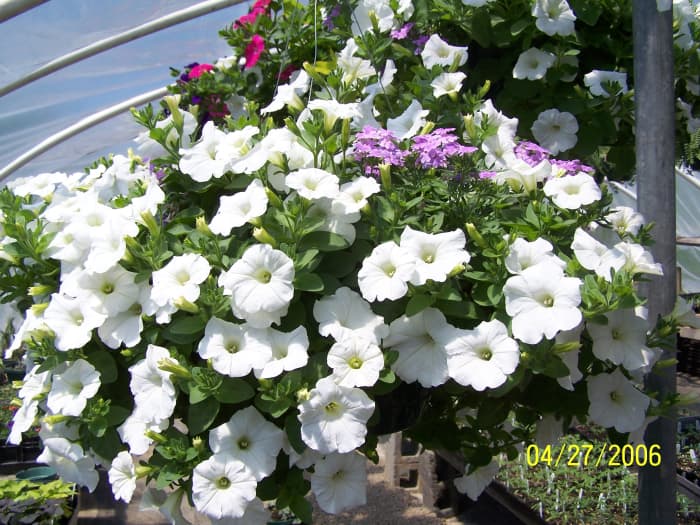 A white wave petunia hanging basket. Notice how compact and full the plant is, as well as the profusion of blooms.