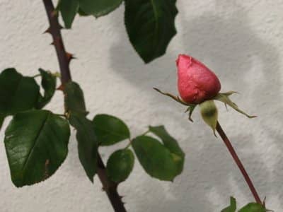 Vaaleanpunainen ruusun nuppu
