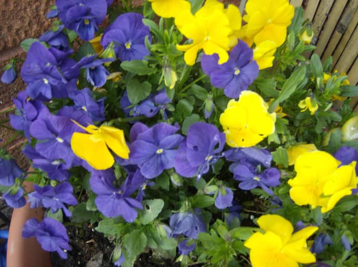 Flowers grown from seeds are so cheap that you can sow enough to fill the whole garden for pennies.