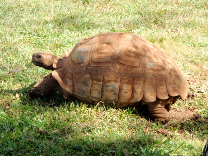 What to Do When Your Tortoise or Turtle Runs Away From Home - LetterPile