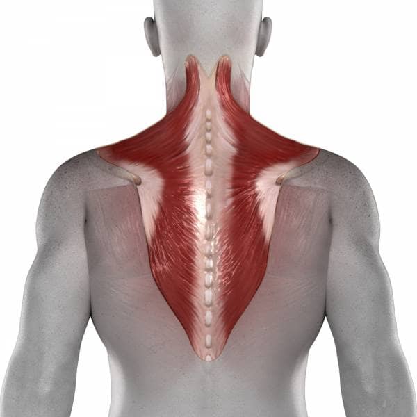 Your trapezius covers a large portion or your back. By developing your traps, you increase the musculature of your back greatly.