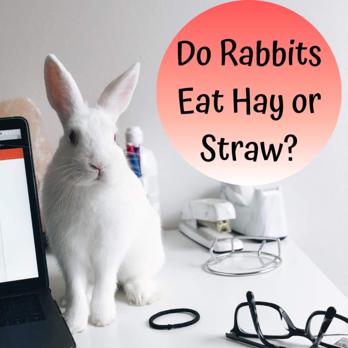 Узнайте все о различиях между сеном и соломой и о том, почему вы должны кормить своего кролика только сеном.
