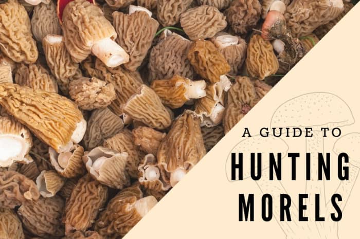 A Guide To Mushroom Hunting For Morels In Southern Oregon Owlcation 9325