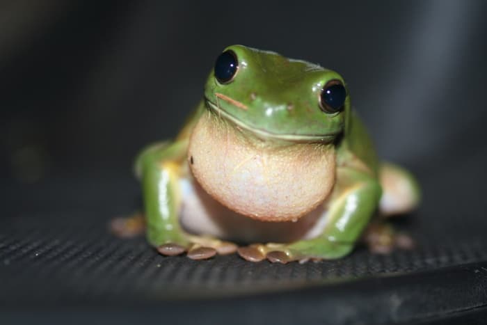 The green tree frog's features have been described as cartoon-like. Wouldn't you want to take care of this one?