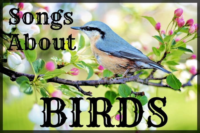 Celebrate sweet songbirds, soaring eagles, and other birds with a playlist of pop, rock, and country songs. Tweet, tweet!