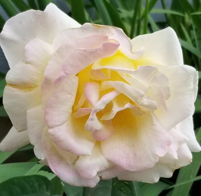 This rose blossomed from a bush gifted to me from my mother. Flowers lift my heart and often inspire romantic thoughts that turn into poetry from my pen.