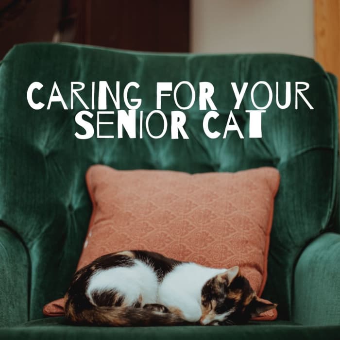 Improving The Quality Of Life For Your Senior Cat - PetHelpful