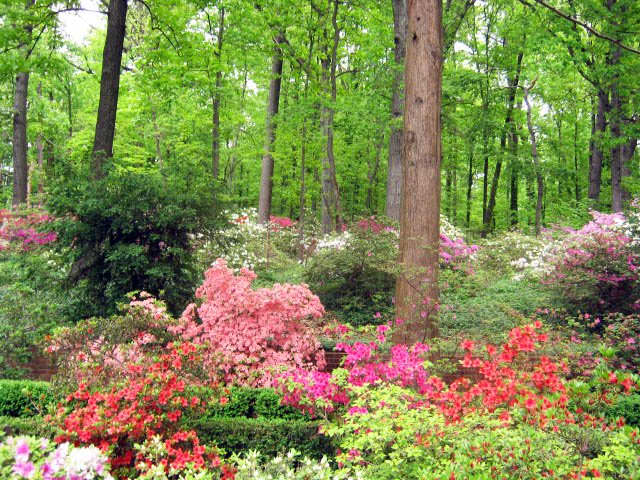 azalky kvetoucí pod stromy v americkém Národním arboretu ve Washingtonu DC.