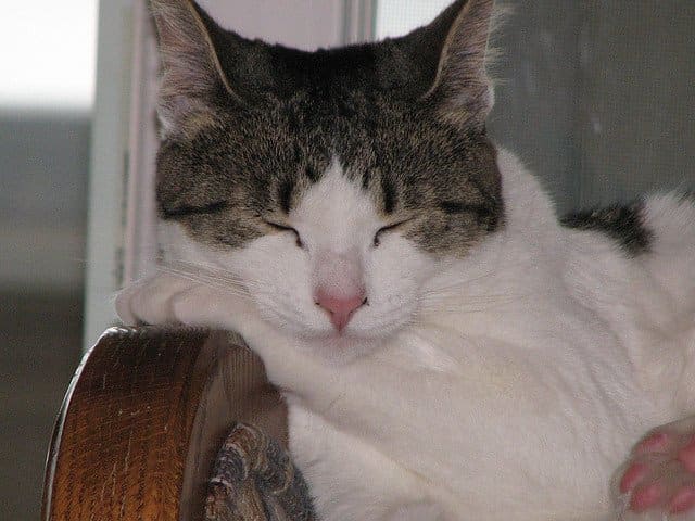 There is no cure for FeLV, but you can make your cat more comfortable as the disease progresses.