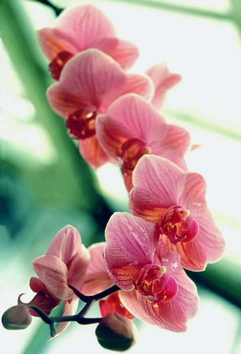 Can orchids grow in aquaponics The Advantages of Hydroponic Grow Boxes