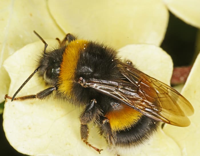 How To Treat a Bee Sting Naturally - RemedyGrove