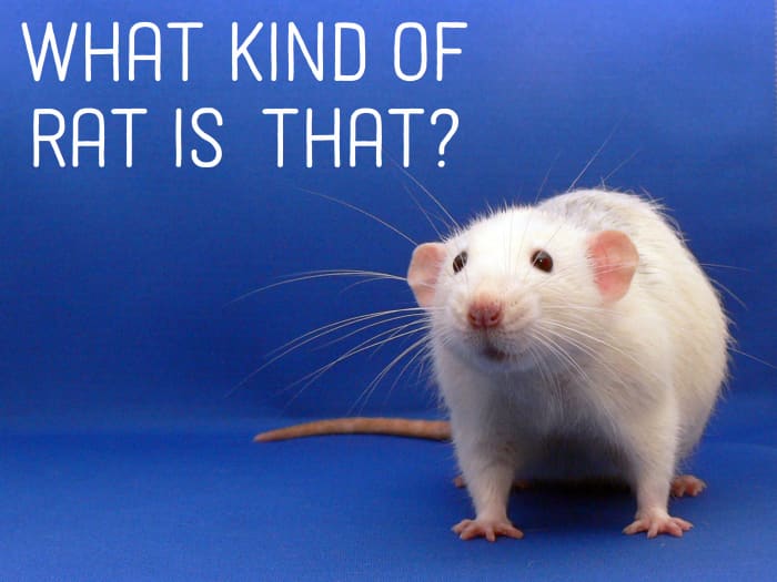 How much do you really know about your pet rat? Learn more about rat body types, coat types, coat colors, and patterns.