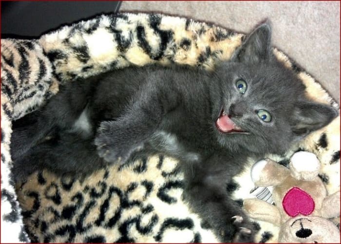 A cozy cat is a happy cat. Find out about the benefits of a heated cat bed for your cat! We will discuss cat heating pads, too.