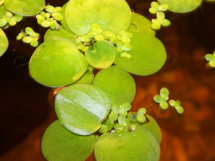Duckweed and frogbit