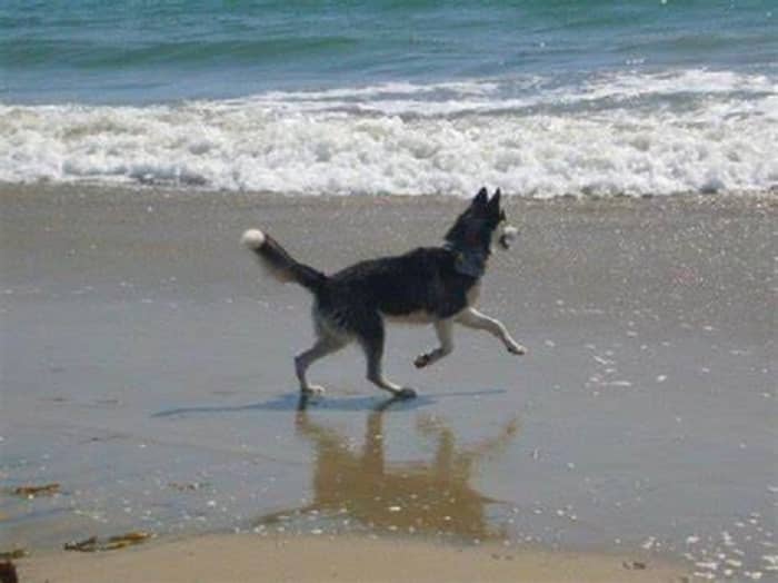 Chasing Seagulls...(And Barking at the Air) - LetterPile