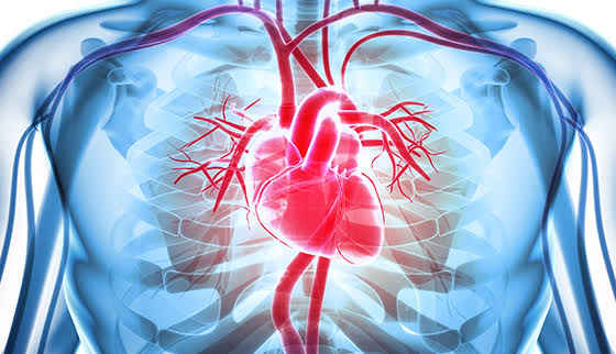 Rheumatic Heart Disease Levels of Prevention - HubPages