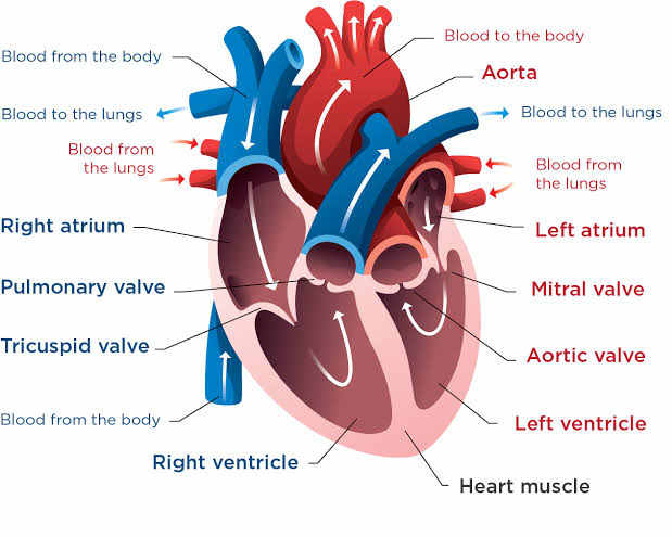 Rheumatic Heart Disease Levels of Prevention - HubPages