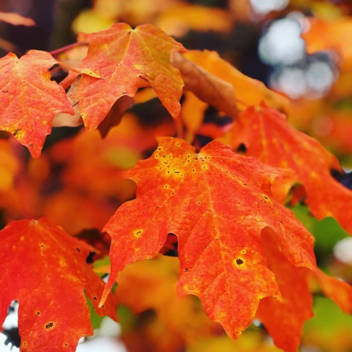 The leaves here haven’t changed this much yet, but they will soon be a brilliant orange, yellow, or red.