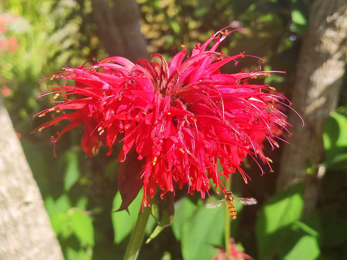 Planting Monarda 'Cambridge Scarlet', commonly known as bee balm, is a great way to attract pollinators to your garden when most other flowers have faded.