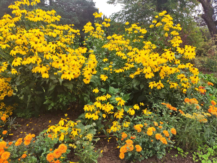 Rudbeckia 'Herbstsonne' is an enormous coneflower that blooms from mid to late summer.