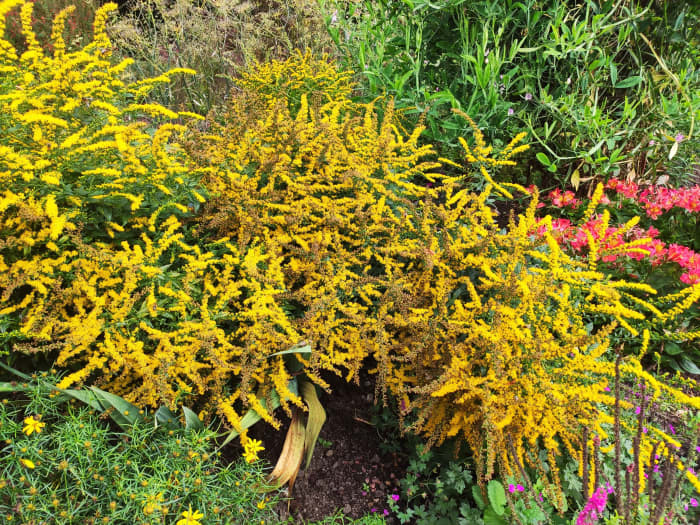 Solidago 'Little Lemon', a dwarf goldenrod, sports gorgeous yellow flowers that bloom straight into fall.