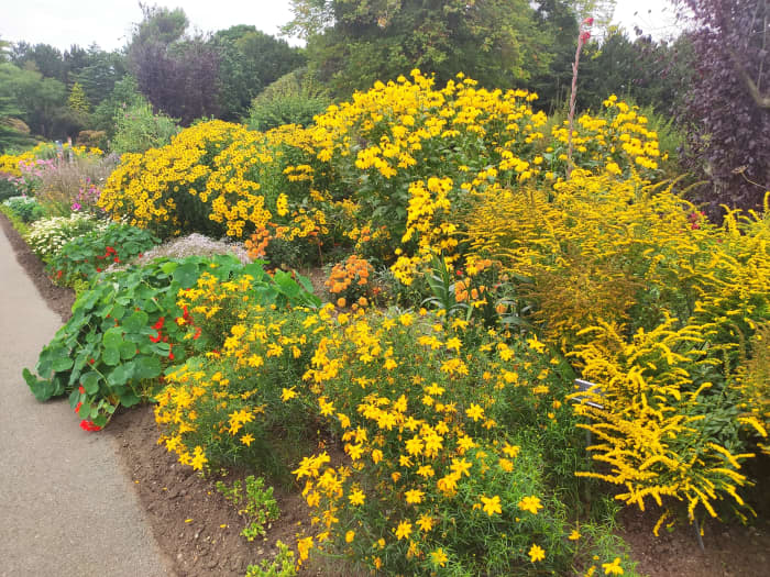 Dwarf goldenrod, sneezeweed and coneflower come together to create a beautiful late-summer display of golden blooms.