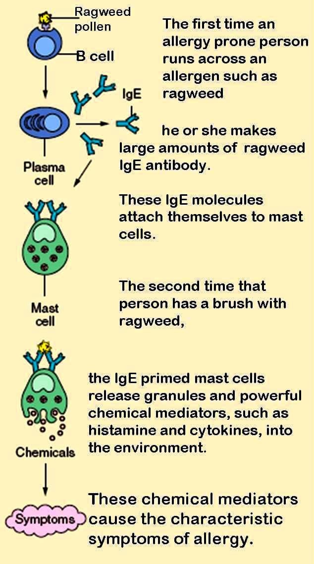 about-allergies-pollen-allergy-and-natural-home-remedies-to-control-them