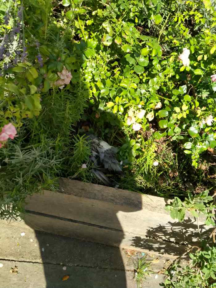 Who left a dead bird under the roses in proximity to Notre-Dame du Bon Conseil? Isn't that scary? This is an account, I believe, of real Parisian witchcraft.