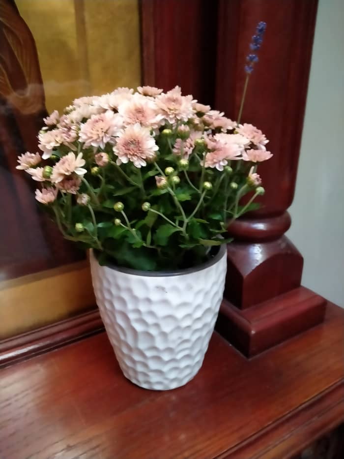 Often, Bogoroditsa and St Petka would ask me to buy them flowers and leave them in the church near their sacred images. Mary would make her flowers talk and narrate stories. She would then use the herbs in her spell work.