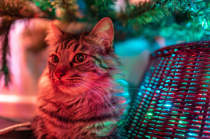 как уберечь кошку от рождественской елки