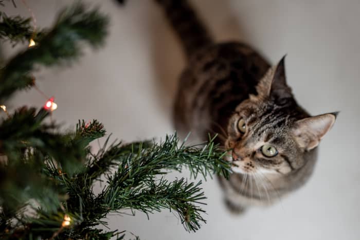 как уберечь кошку от рождественской елки