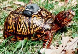 Research studies on box turtles suggest they live their whole life on a 2 -4 acre home range and instinctively home by navigating the sun.